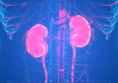 Kidneys